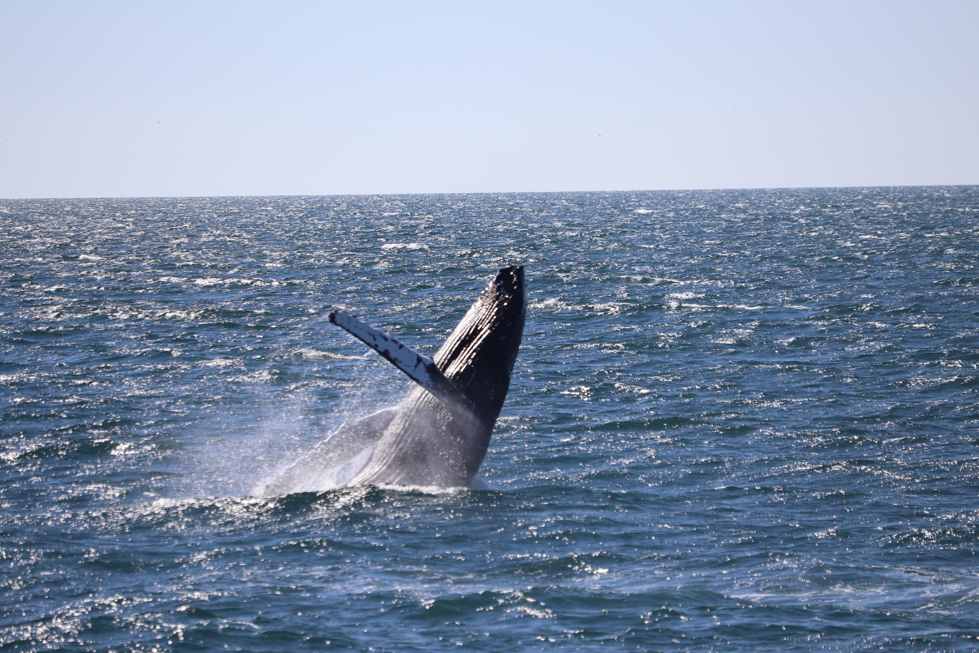 Whale Watching & Northern lights Combo Cruise from Reykjavik — photo 2