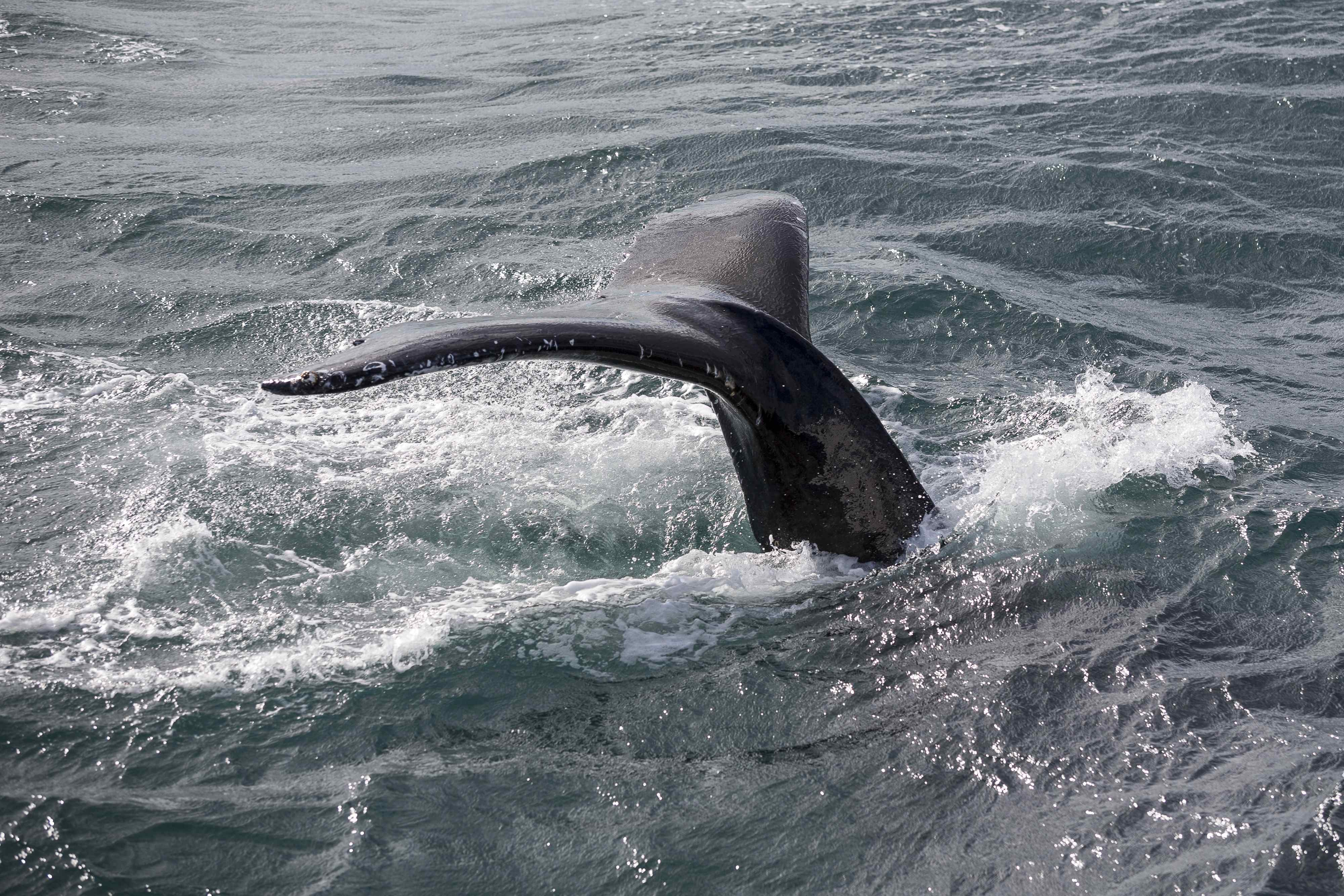 Whale Watching & Northern lights Combo Cruise from Reykjavik — photo 4